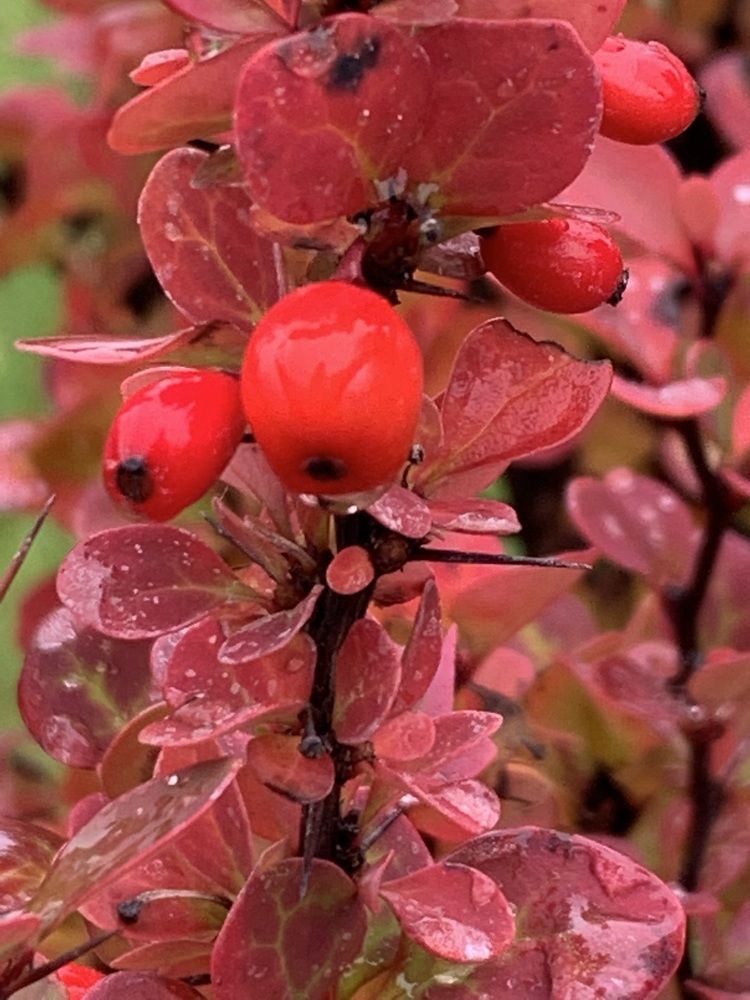 Фотография автора Ирина Шпаковская