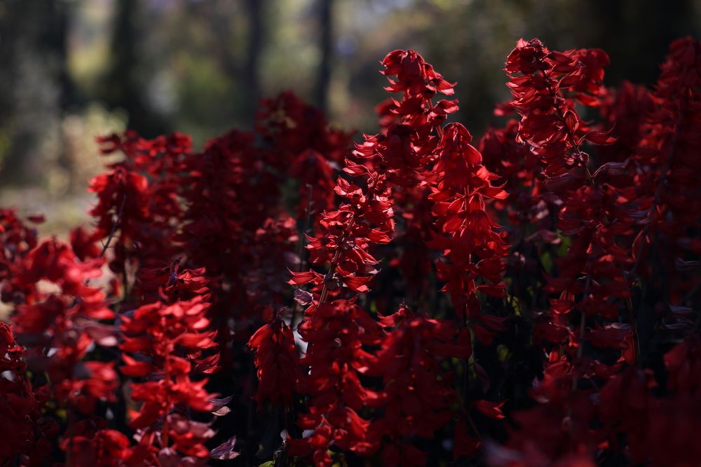 Photograph by Elena Bogomolova