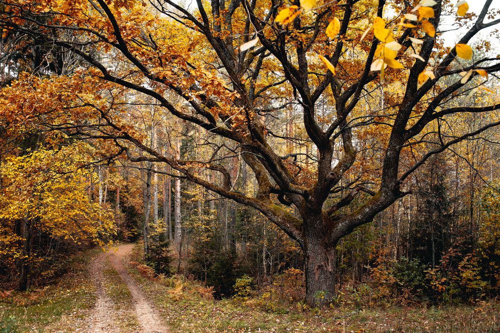 Photograph by Елена Владимировна