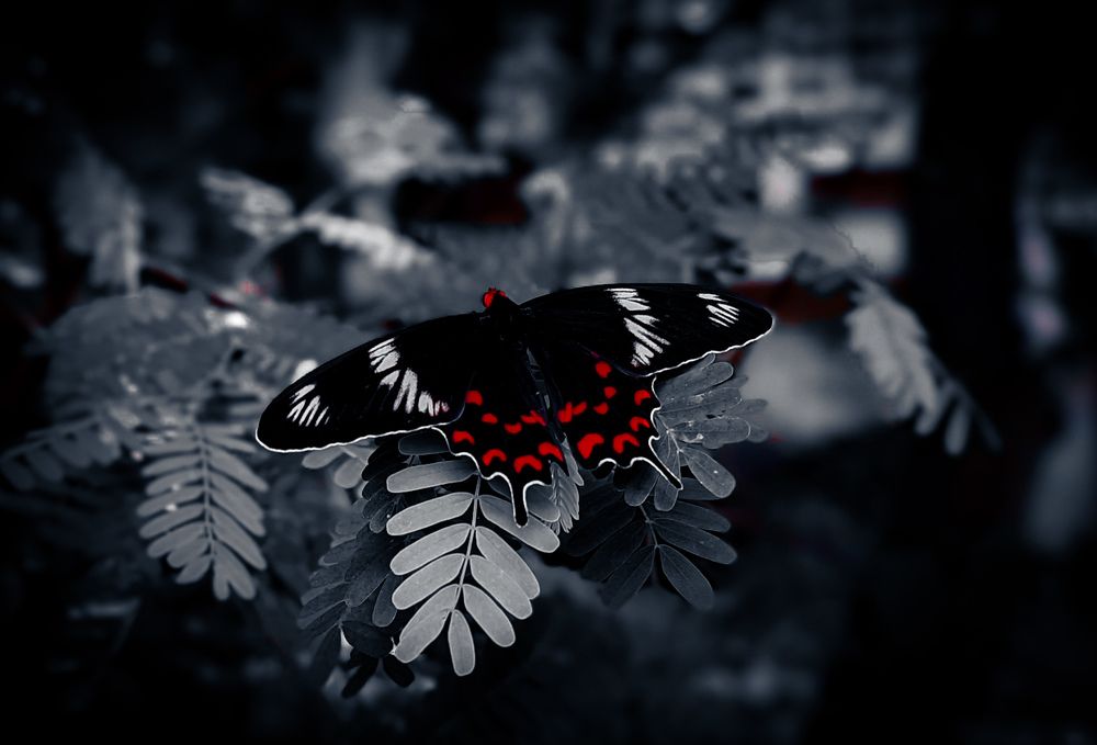 Photograph by SARAVANA MANICKAM