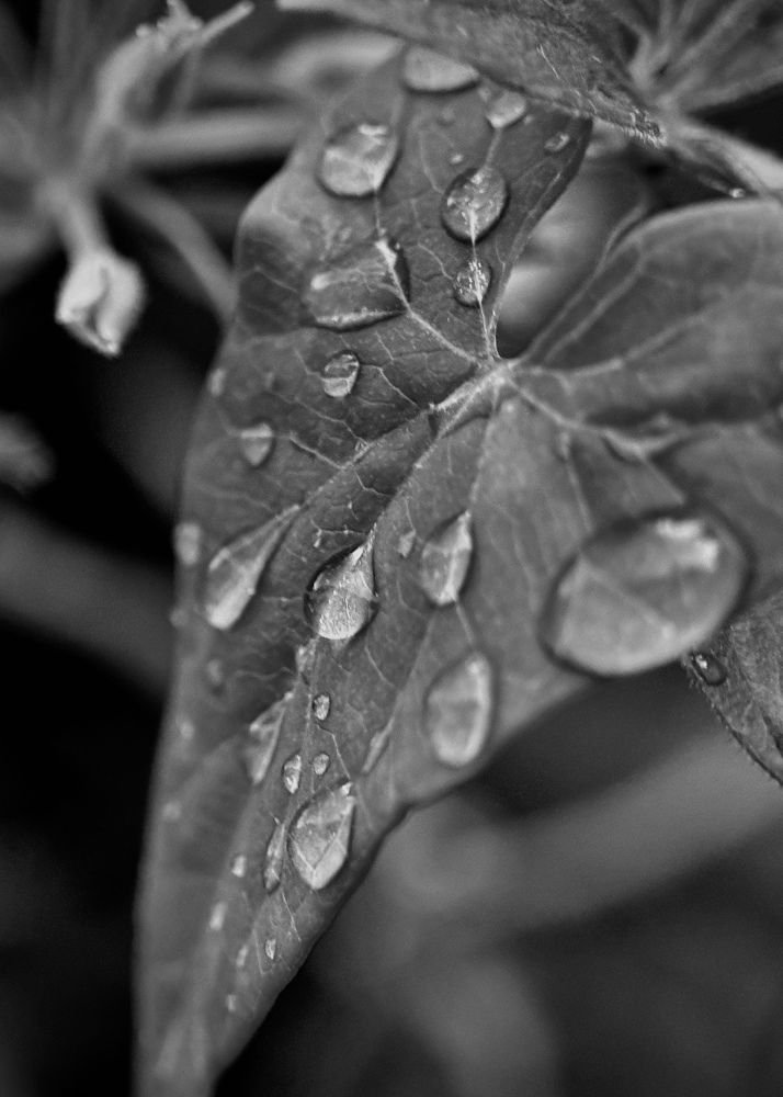 Photograph by Oxana Petlina