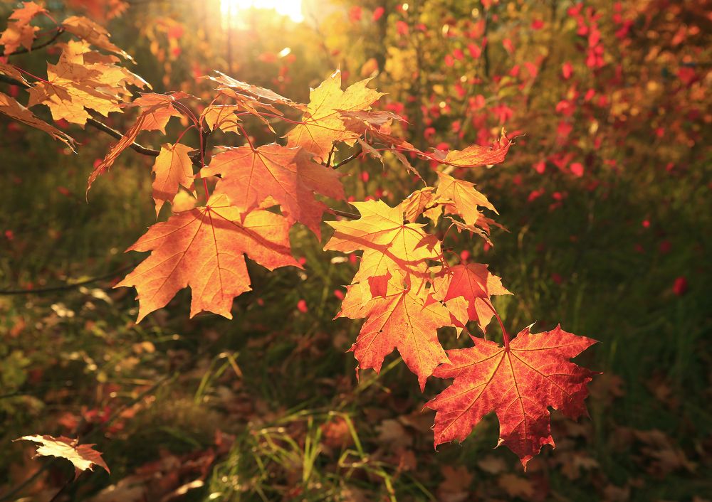 Фотография автора Nikolay Suglobov