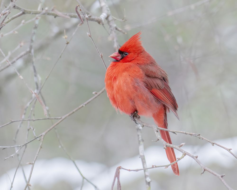 A red fluffy bird.