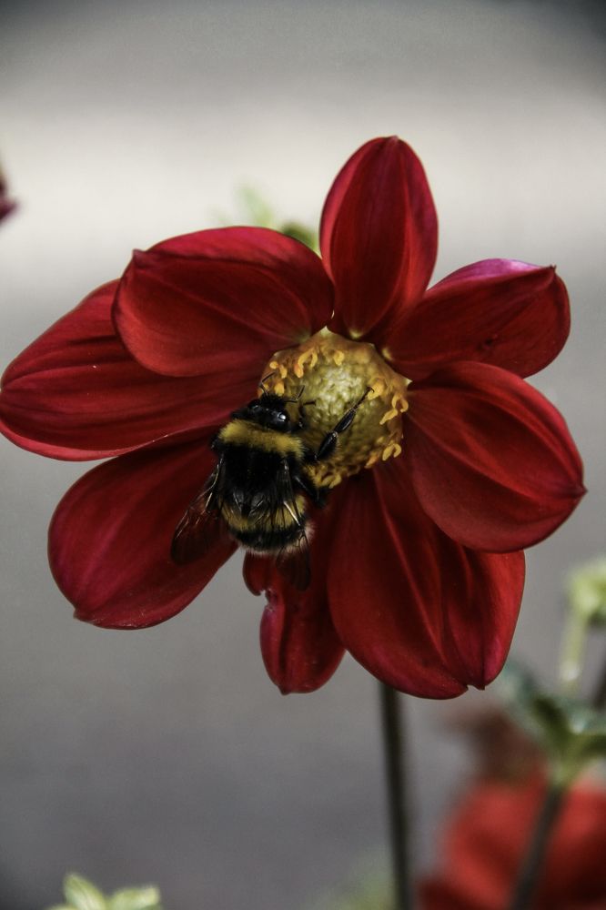 Photograph by Анастасия Псарёва