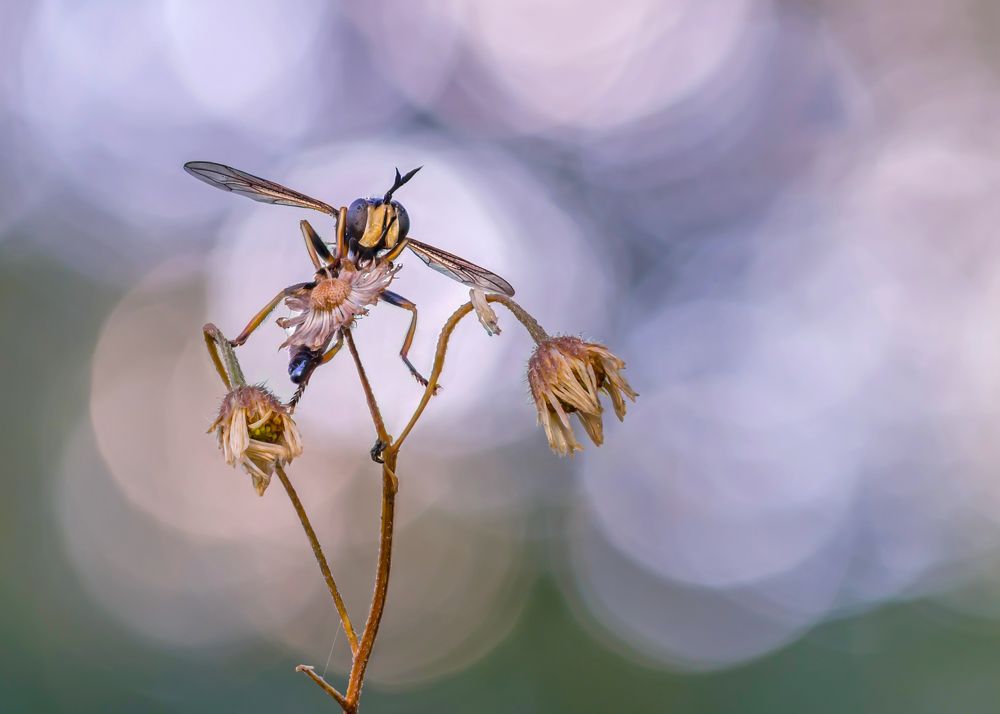 Photograph by Чепленко Алексей