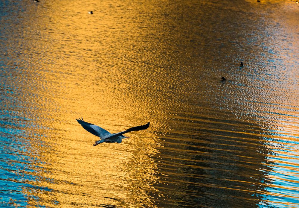 Фотография автора OVIDIU-IOAN TICU