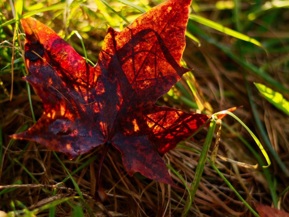 Photograph by Irina Sorokoletova