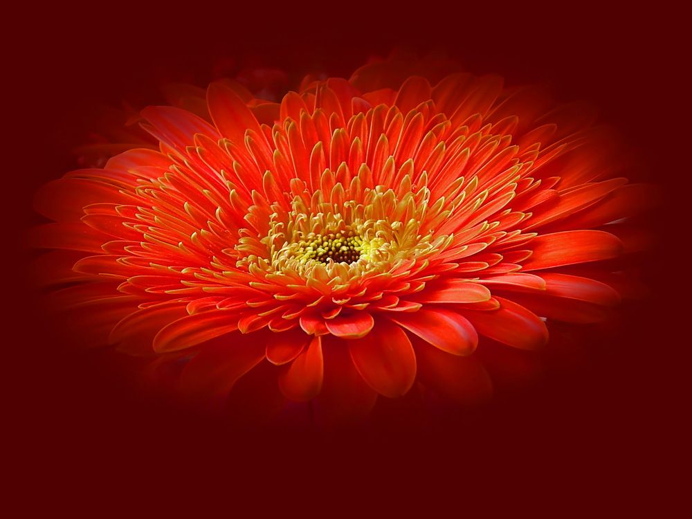 Огненная гербера