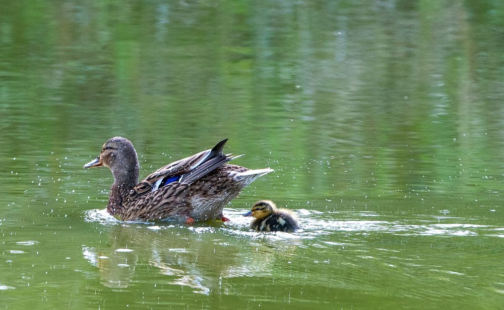 Фотография автора OVIDIU-IOAN TICU