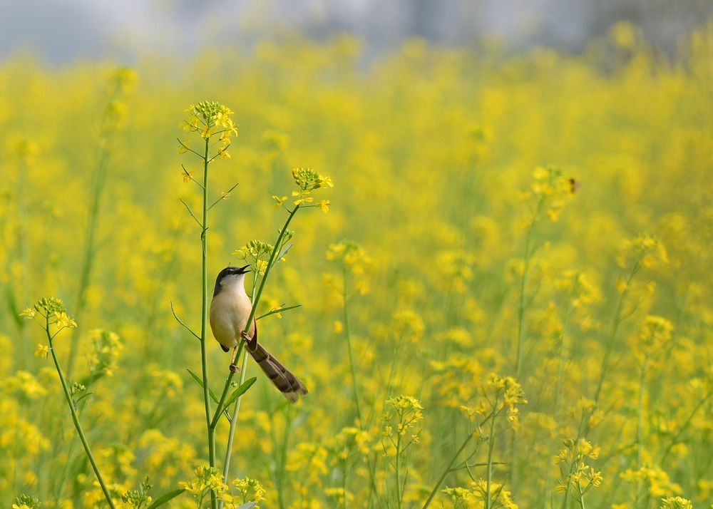 Photograph by Abhijeet Phalsankar