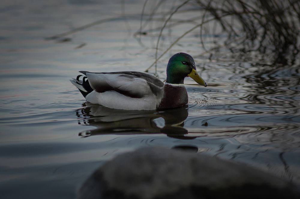 Photograph by Людмила Подольская