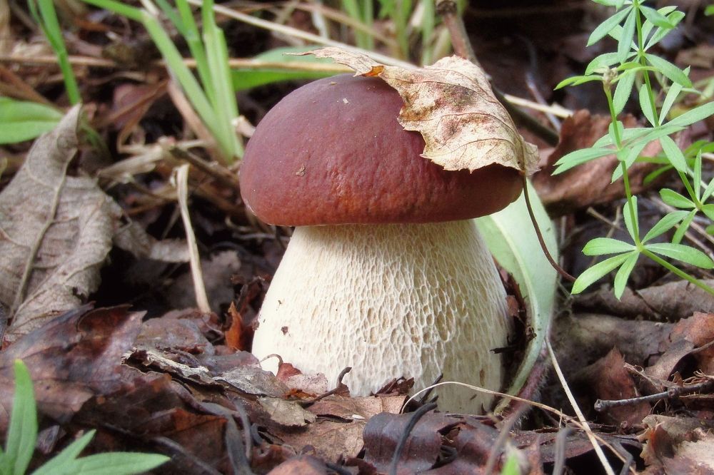 Царь, просто царь!