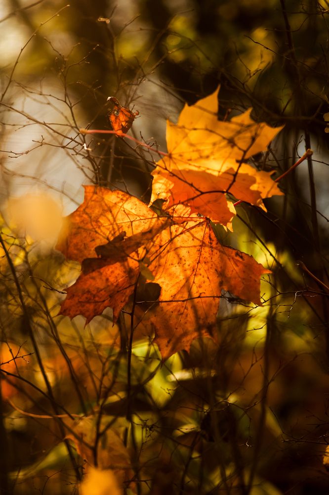Photograph by Алексей Кочерыжкин