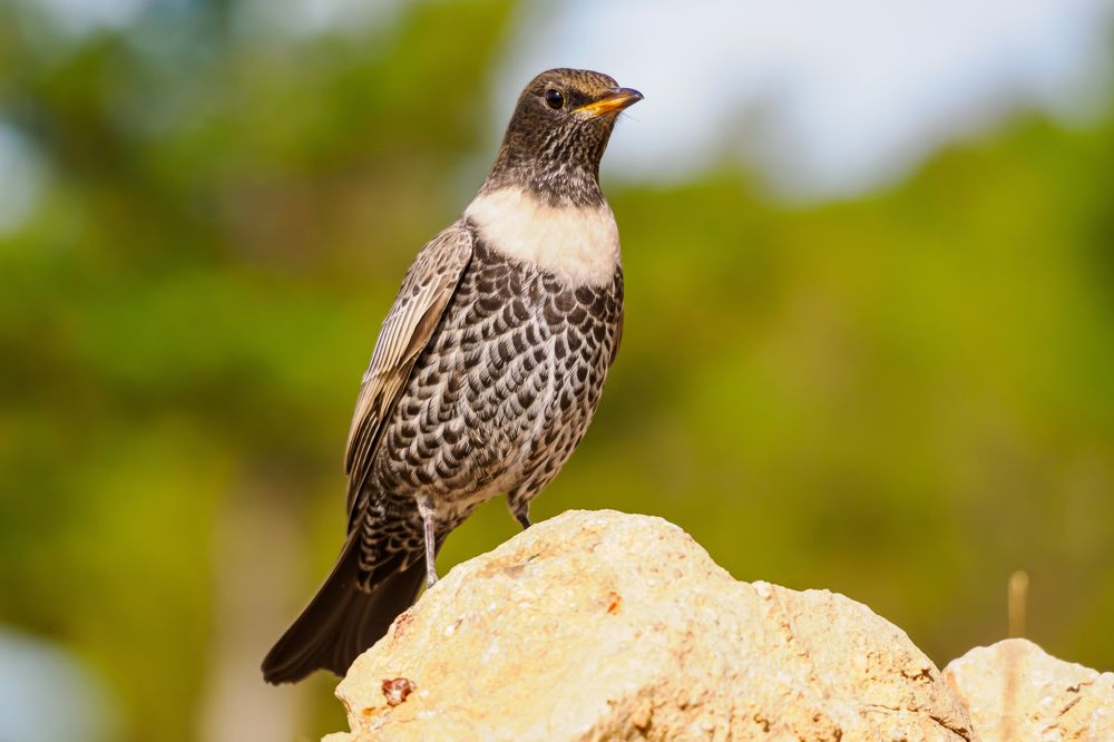 Фотография автора Herraiz Jorge