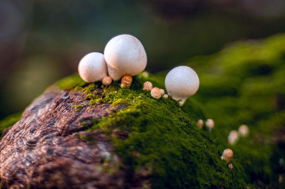 Photograph by Андрей Трубачев