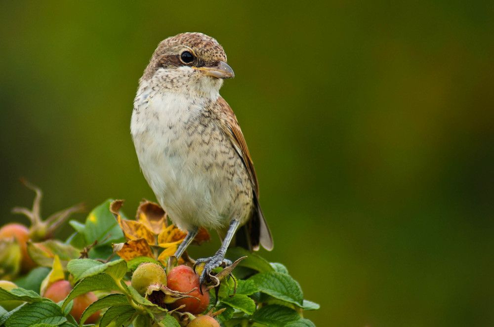 Photograph by Наталья Екимова