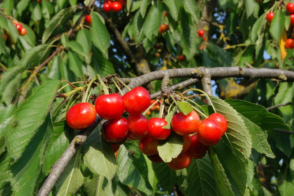 Photograph by Ирина Федичева