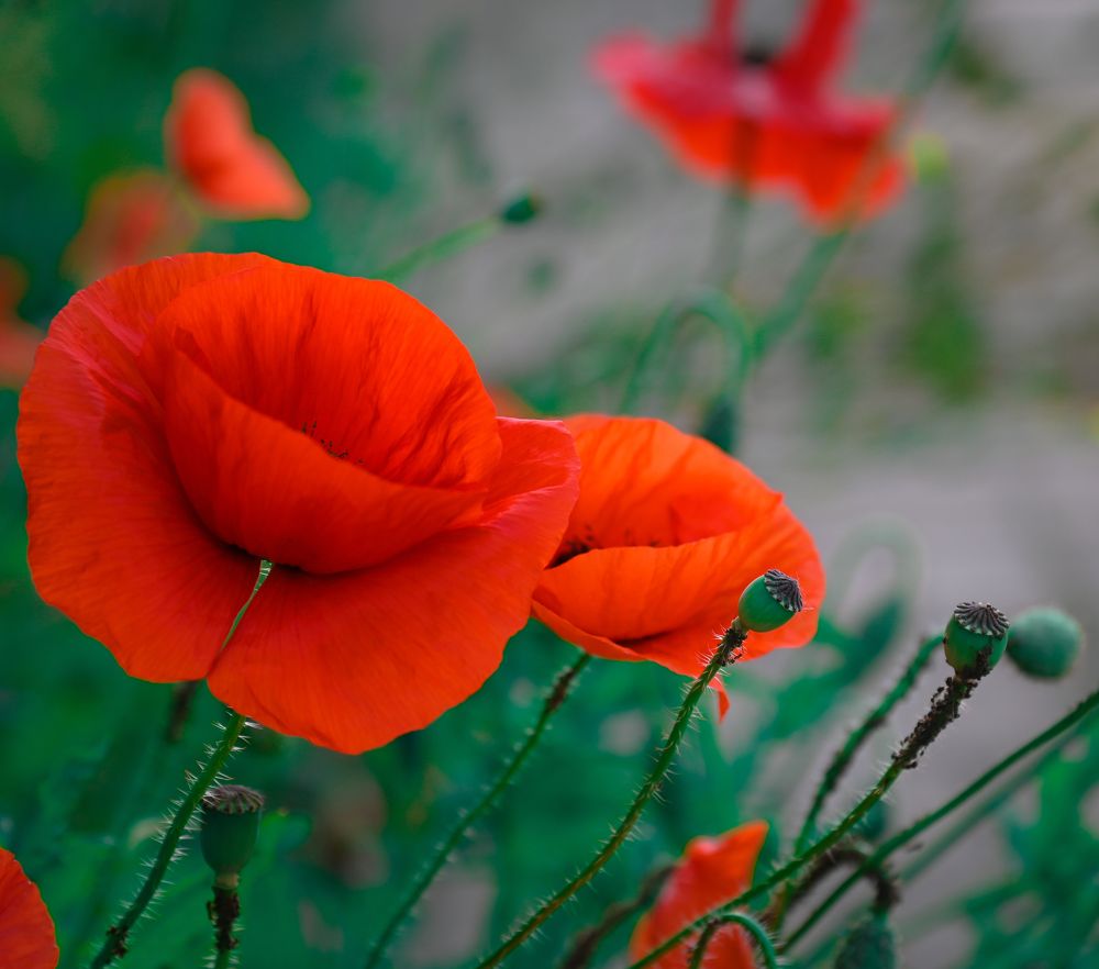 Photograph by Сергей Вальков