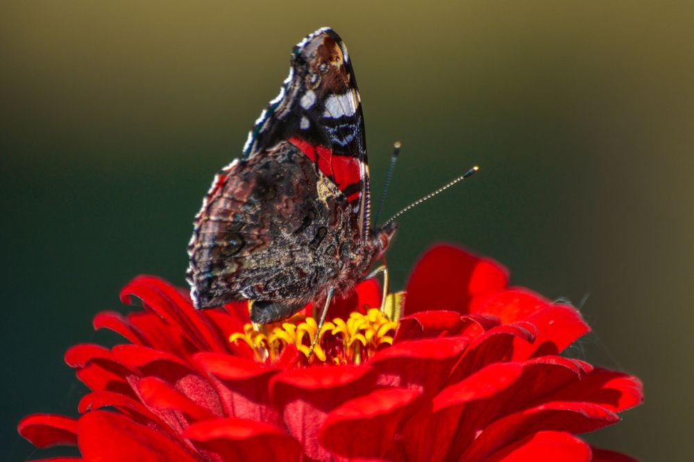 Photograph by Анастасия Гурова