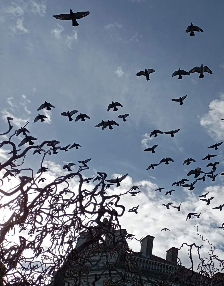 Birds like Hitchcock's birds