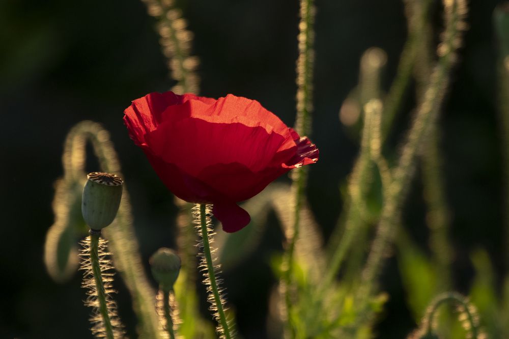 Фотография автора Наталья Липовская