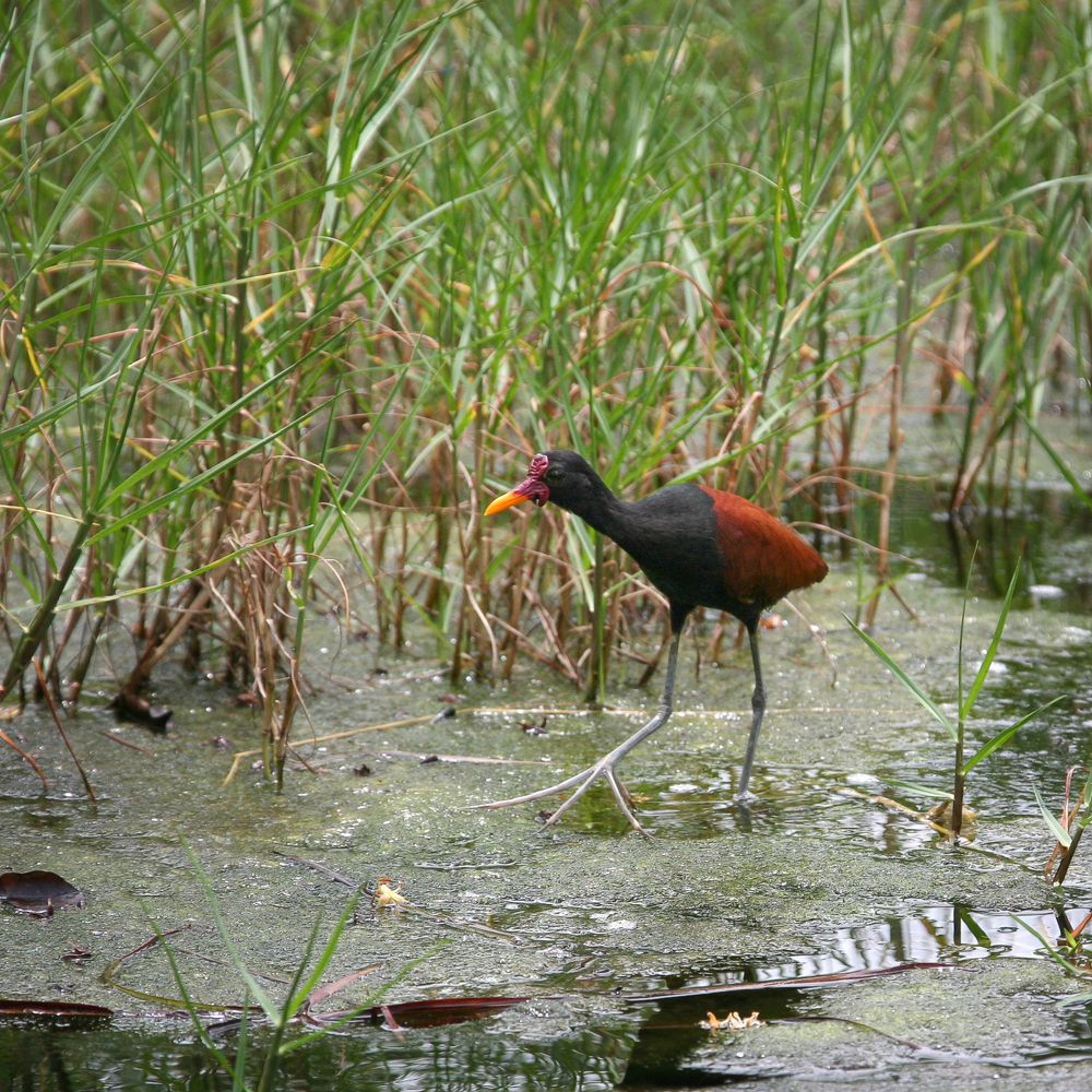 Фотография автора Анатолий