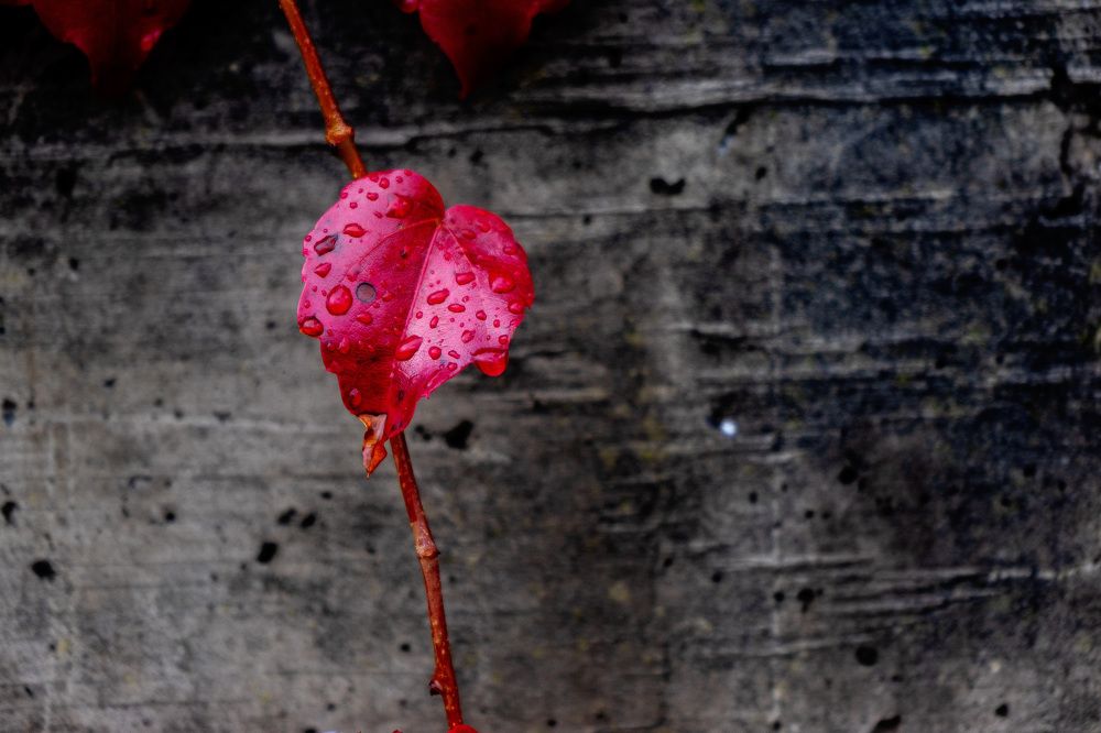 Photograph by Irina Tischer