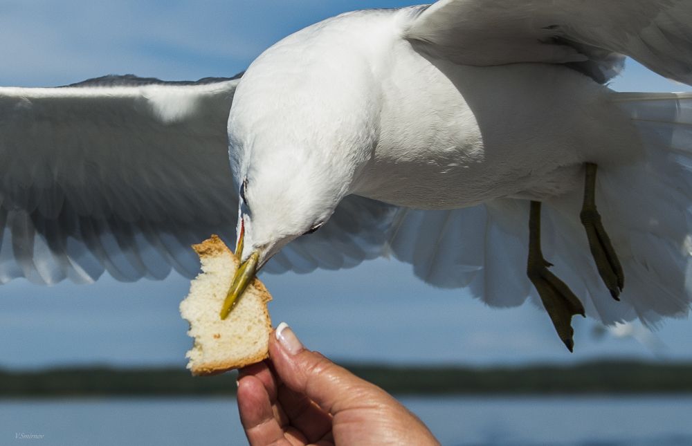 Photograph by Смирнов Валерий