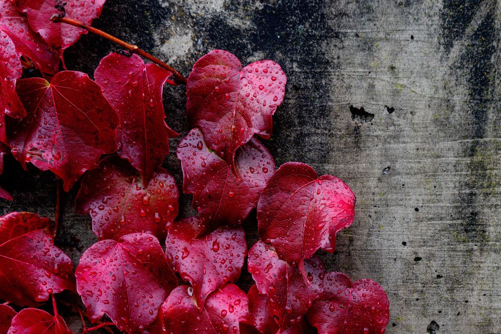 Photograph by Irina Tischer