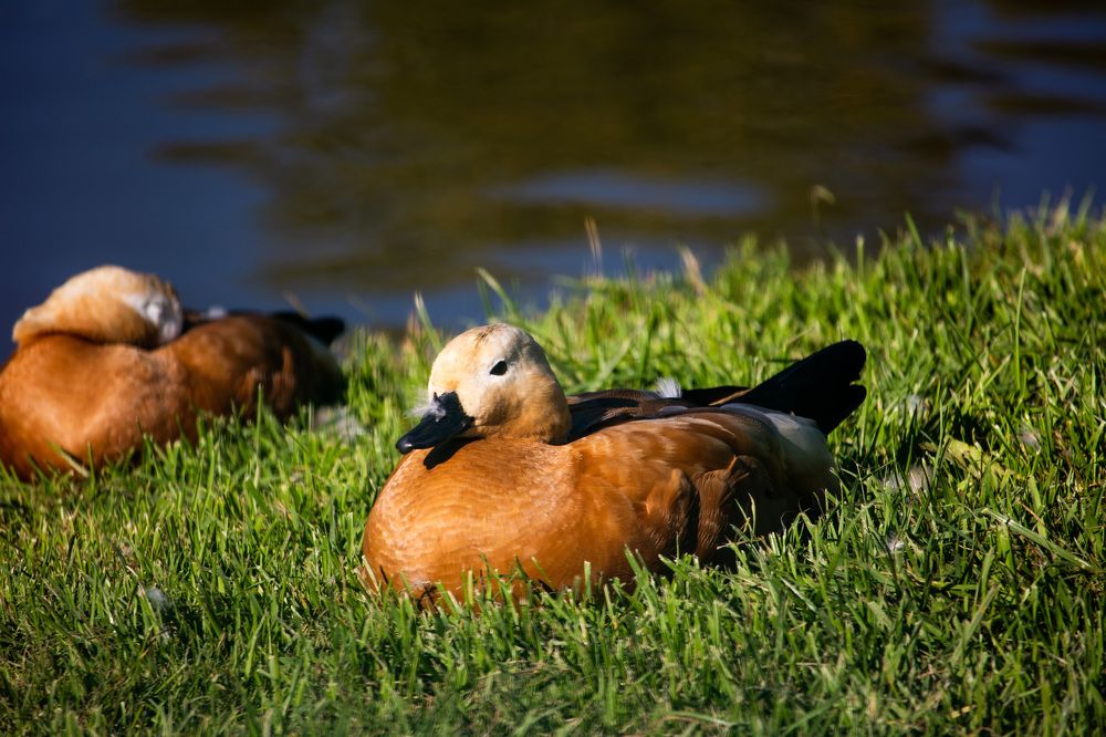 Photograph by Галчонок Ахмерова
