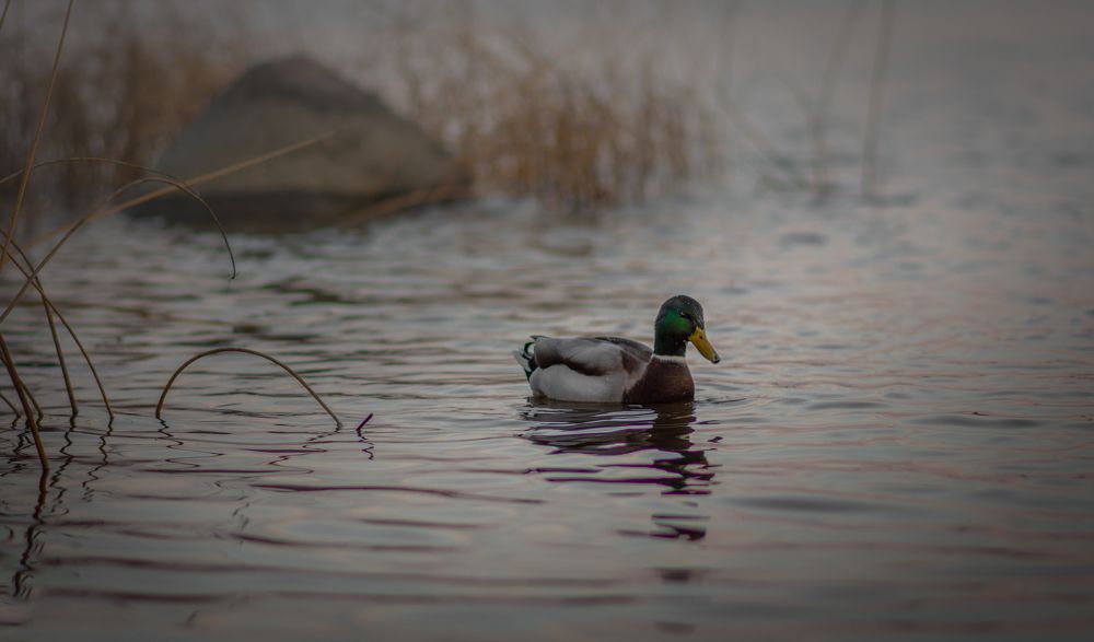 Photograph by Людмила Подольская