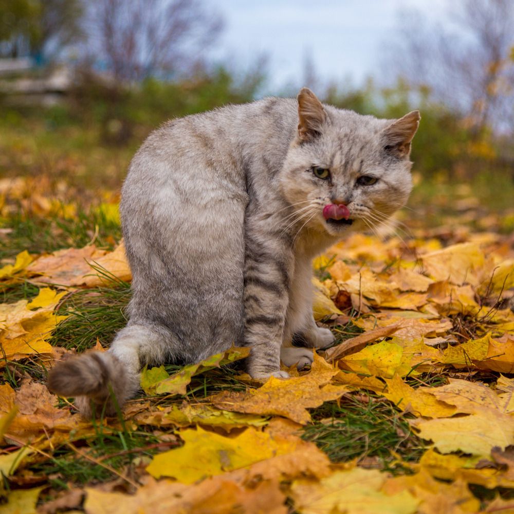 Осенью сложно найти еду