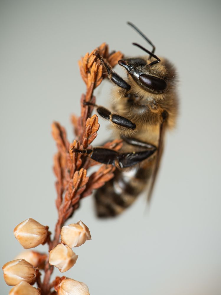 Photograph by Manzoni Paolo