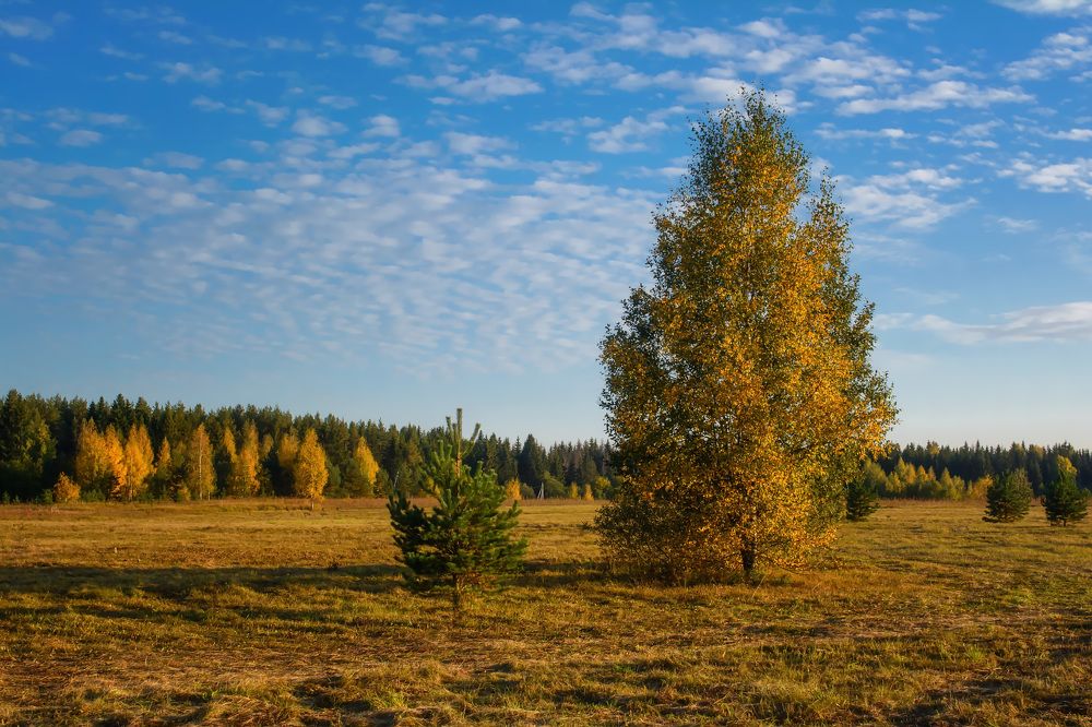 На осенних просторах.