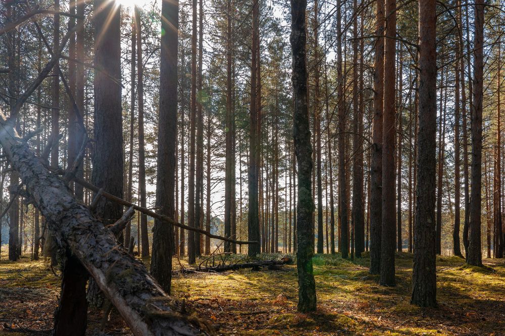 Photograph by Светлана Волкова