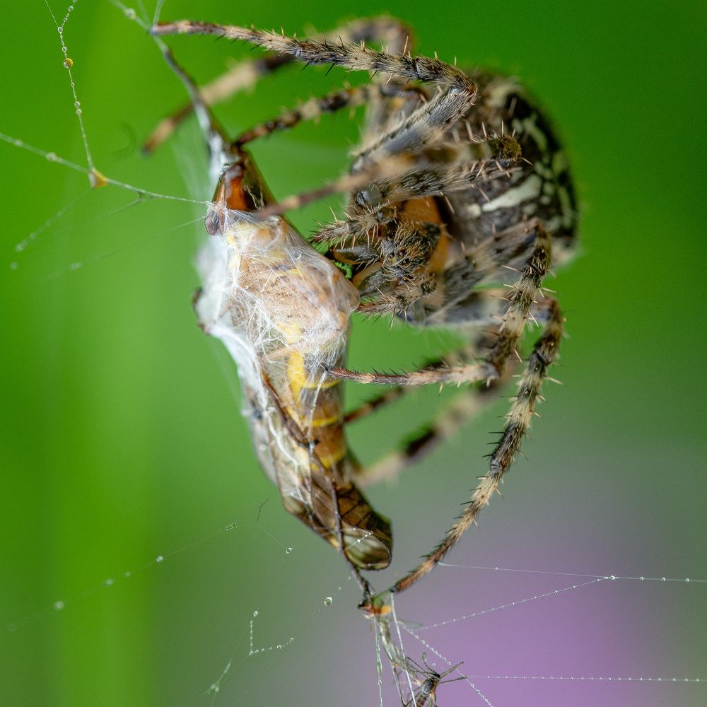 Photograph by Manzoni Paolo