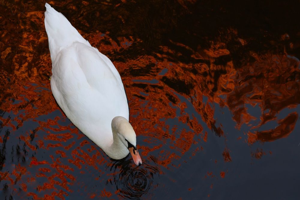 Фотография автора Alina Efimova