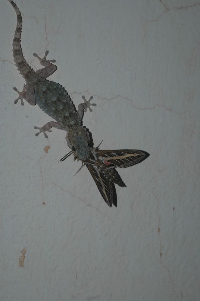 Photograph by BOUCHOUKA  AISSA AISSA