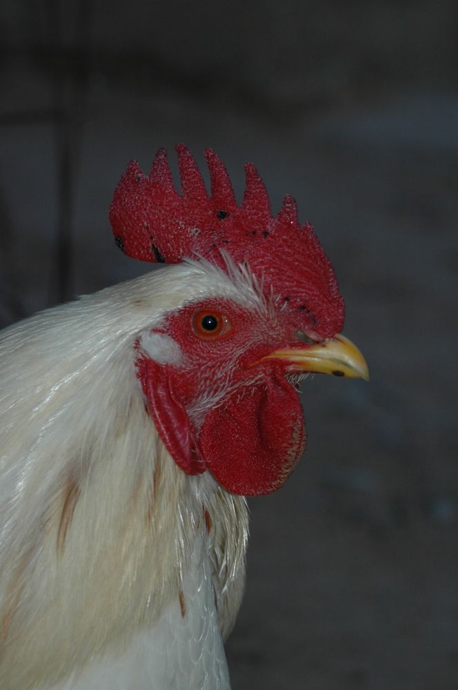 Photograph by BOUCHOUKA  AISSA AISSA