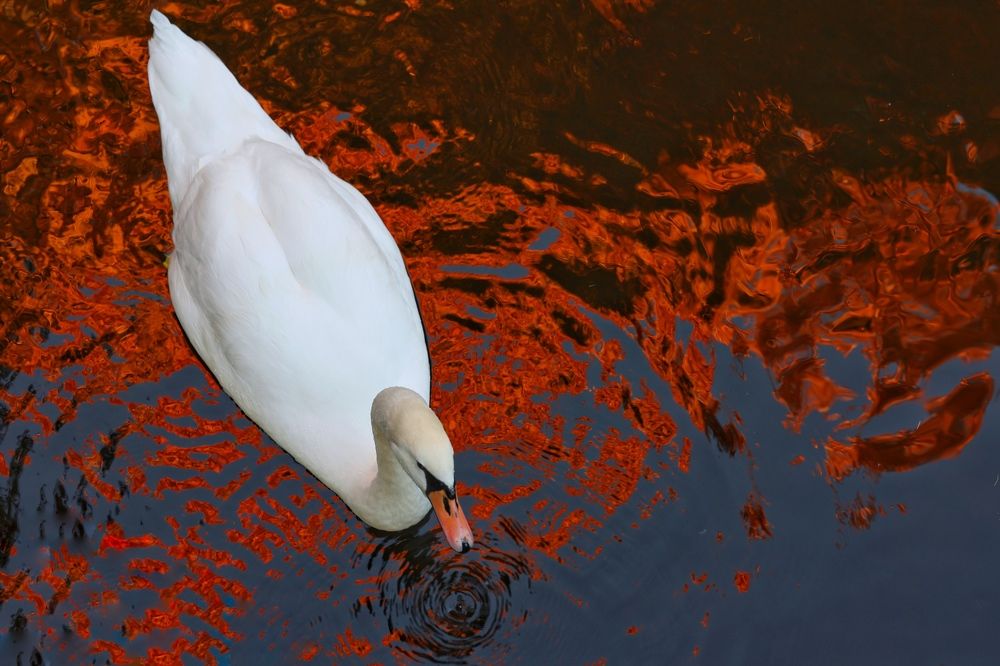 Фотография автора Alina Efimova