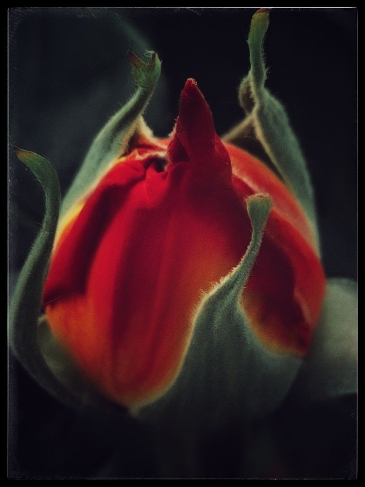 Photograph by Светлана Холодова