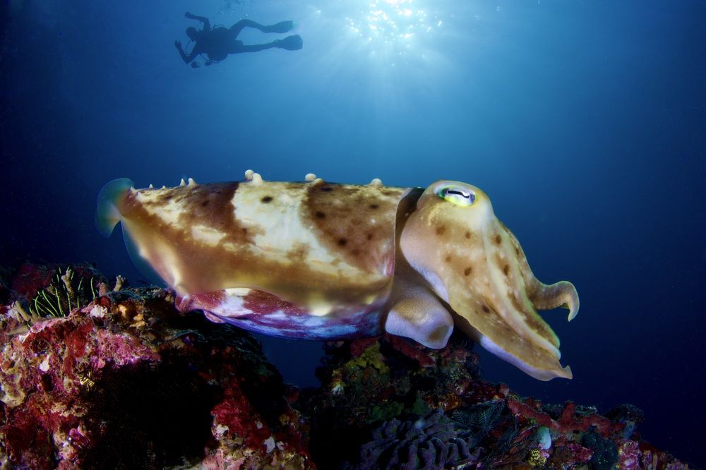 Каракатица, (лат. Sepiida)