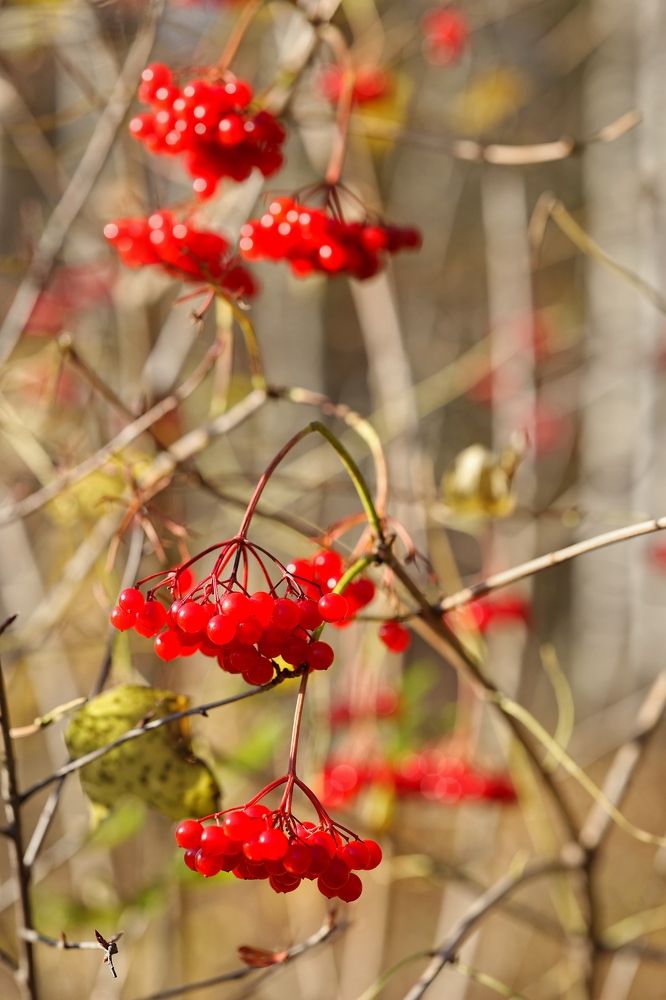 Фотография автора Alina Efimova