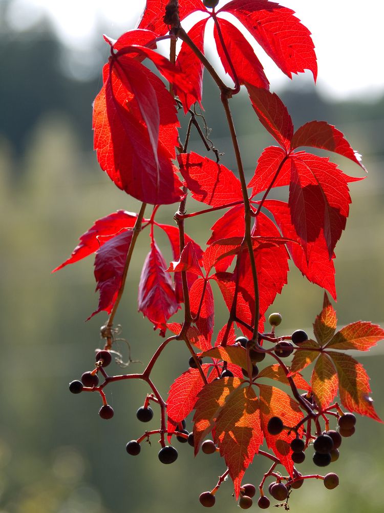 Photograph by Руслан Гончар