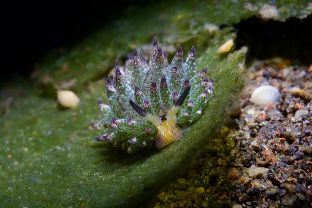 Leaf Sheep Costasiella kuroshimae IWP, 7 mm