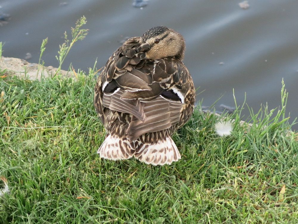 Photograph by ЭЛЬМИРА  ИСМАИЛОВА