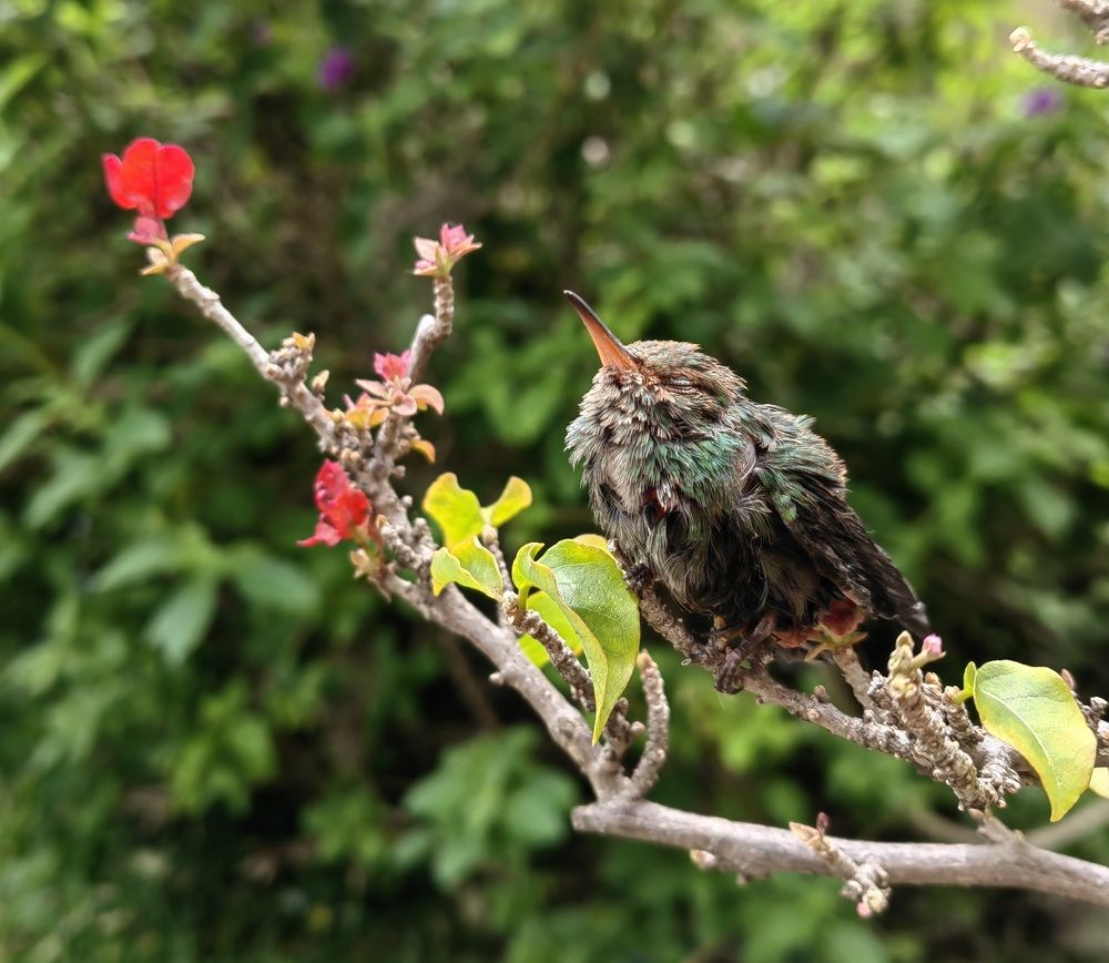 Photograph by Virginia Azocar