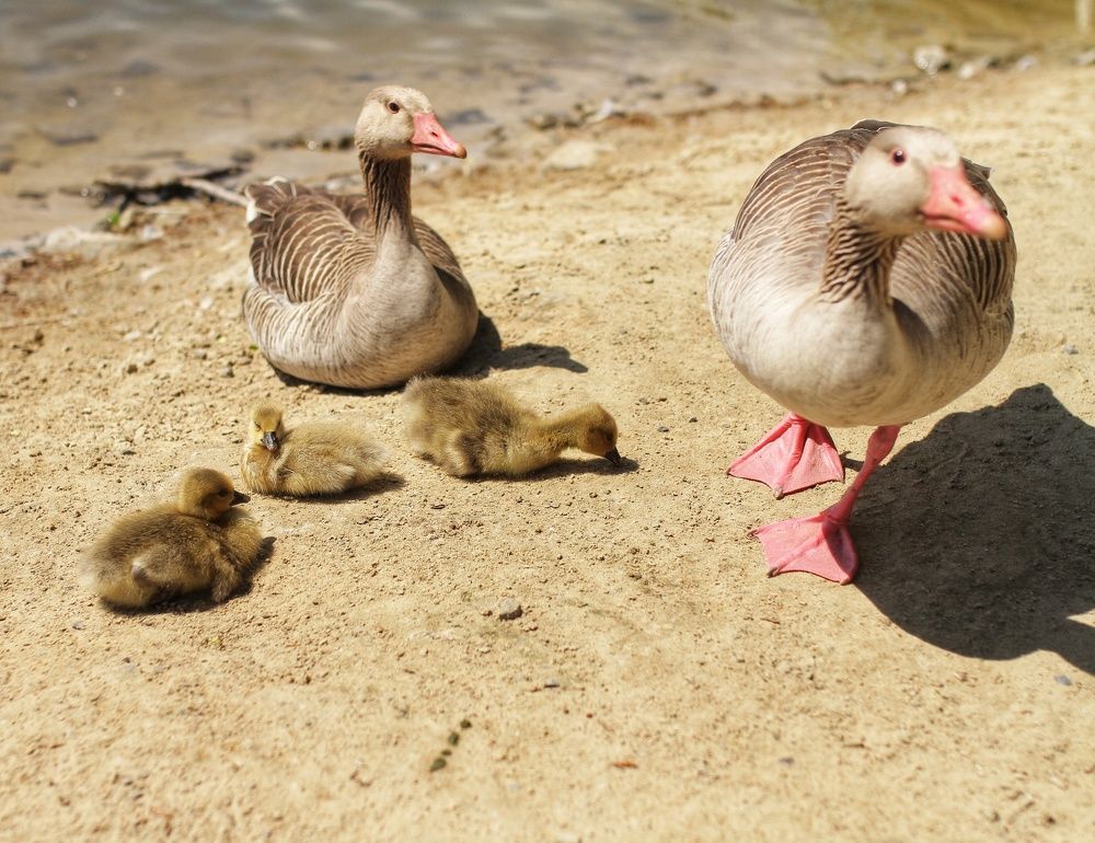 Photograph by Екатерина Колот