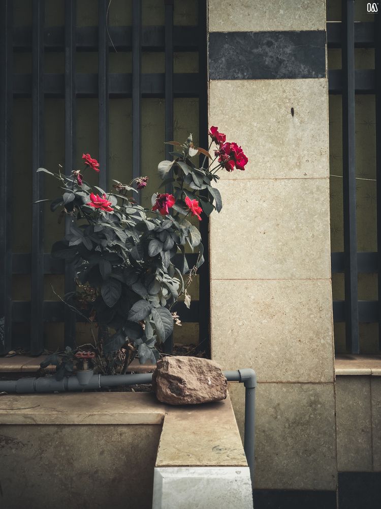 Фотография автора Ibraheem Alsaid