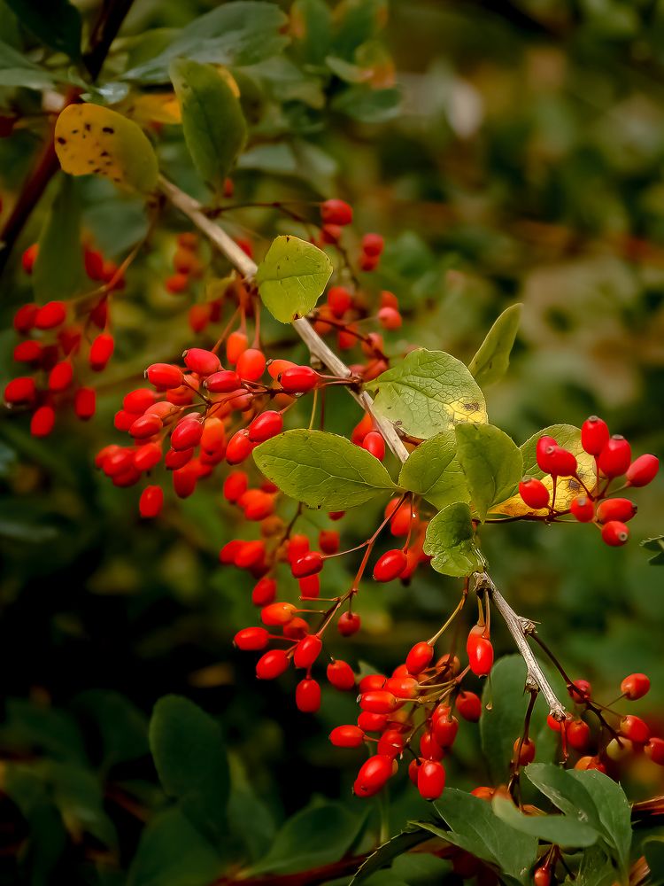 Photograph by Наталья Колеватова